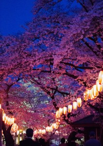提灯に色づく桜
