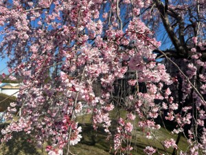 三春の滝桜3.20⑶