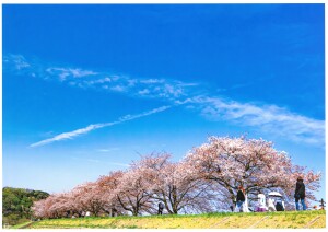 花と水のｺﾝｸｰﾙ2023佳作「青空に映える羽村桜」山本和広