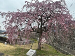 三春の滝桜3.17 (2)