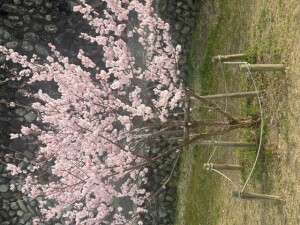春めき桜3.12