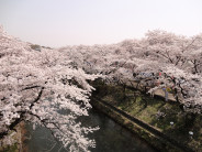 桜の開花状況４８満開
