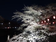 桜ライトアップ3.31