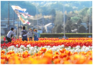 花と水のｺﾝｸｰﾙ2023優秀賞「春色に染まる、記念撮影」山本和広