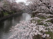 桜　満開　4.1