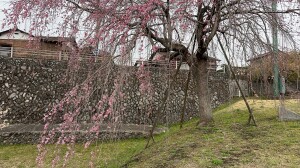 三春の滝桜3.28