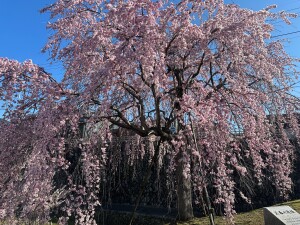 三春の滝桜3.20