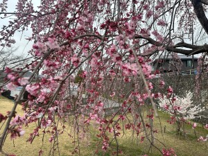 三春の滝桜3.17