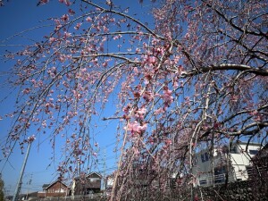 三春の滝桜3.30⑵