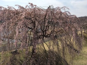 三春の滝桜よこ