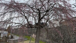 三春の滝桜3.29