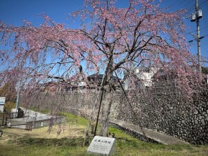 三春の滝桜3.30