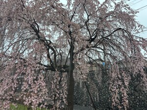 三春の滝桜3.25