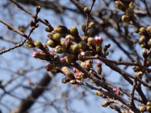 桜の開花状況　3.20