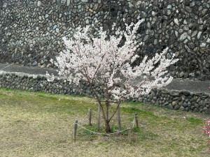 春めき桜3.17